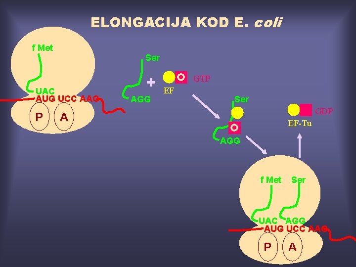 ELONGACIJA KOD E. coli f Met Ser UAC AUG UCC AAG P + AGG
