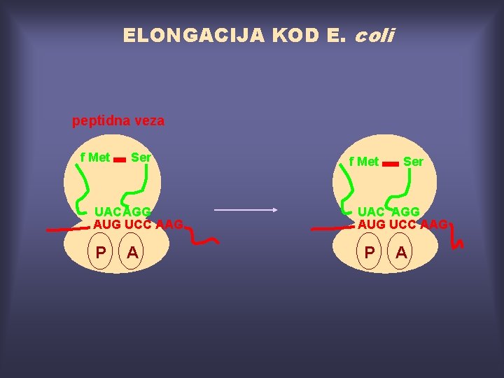 ELONGACIJA KOD E. coli peptidna veza f Met Ser UAC AGG AUG UCC AAG