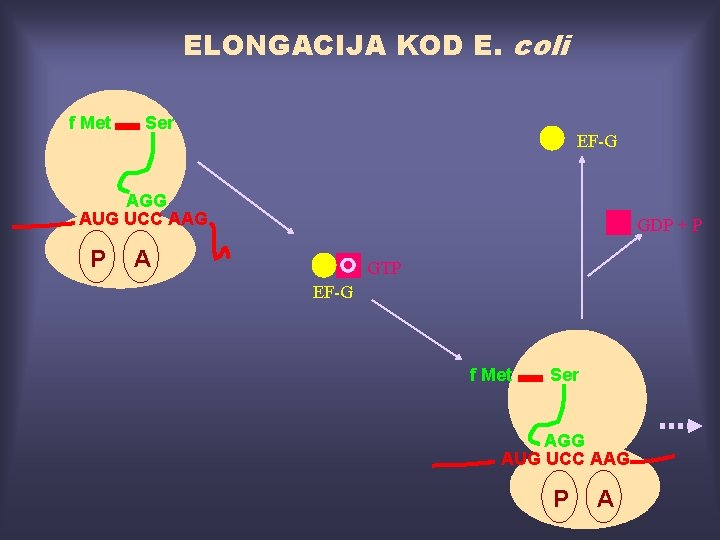 ELONGACIJA KOD E. coli f Met Ser EF-G AGG AUG UCC AAG P GDP