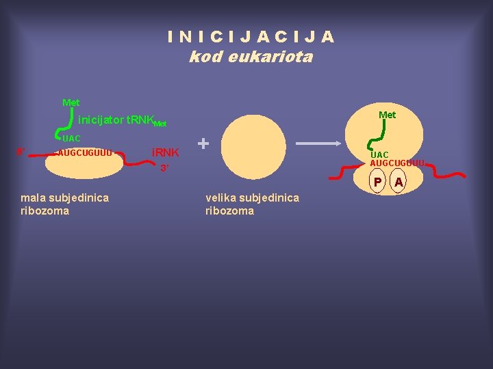 INICIJA kod eukariota Met inicijator t. RNKMet UAC 5’ AUGCUGUUU i. RNK + 3’