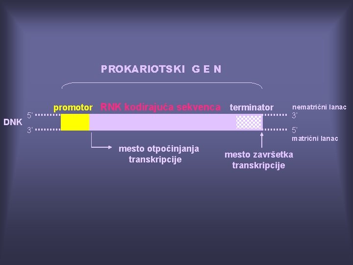 PROKARIOTSKI G E N DNK 5’ promotor RNK kodirajuća sekvenca 3’ terminator nematrični lanac