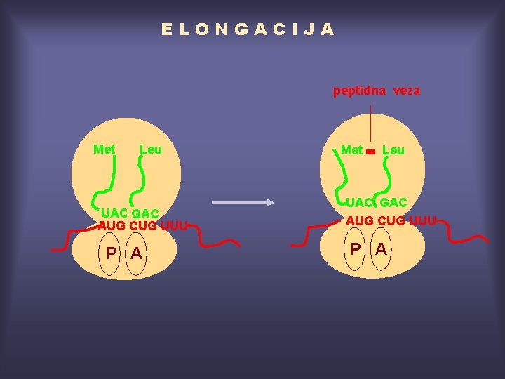 ELONGACIJA peptidna veza Met Leu UAC GAC AUG CUG UUU P A 