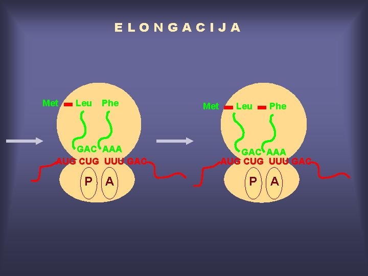 ELONGACIJA Met Leu Phe GAC AAA AUG CUG UUU GAC P A 