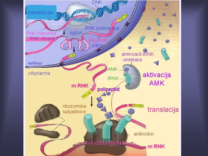 DNK transkripcija RNK transkript RNK obrada egzon RNK polimeraza pre-i. RNK intron aminoacil-t. RNK