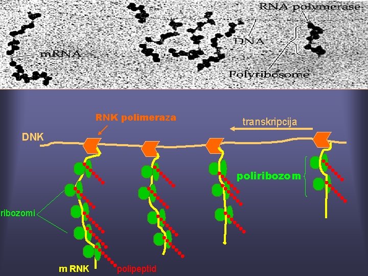 RNK polimeraza transkripcija DNK poliribozomi m RNK polipeptid 