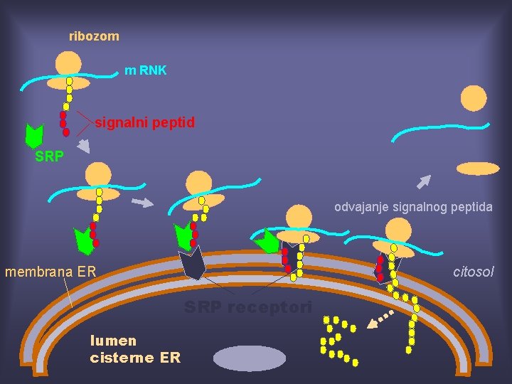 ribozom m RNK signalni peptid SRP odvajanje signalnog peptida membrana ER citosol SRP receptori