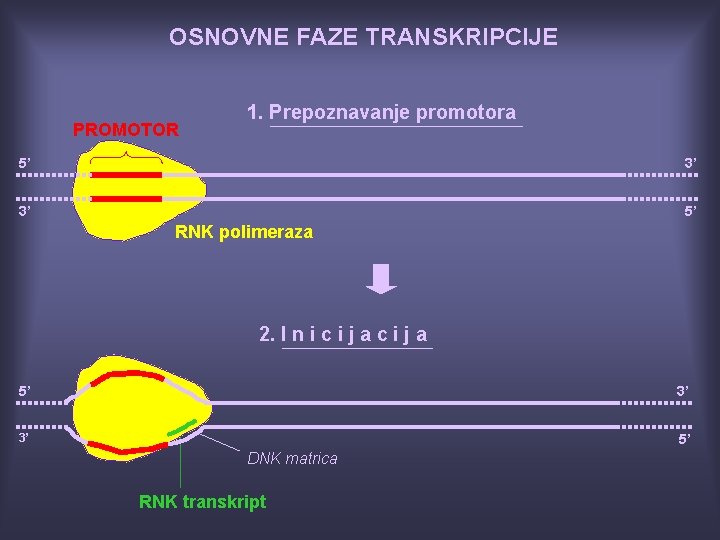 OSNOVNE FAZE TRANSKRIPCIJE PROMOTOR 1. Prepoznavanje promotora 5’ 3’ 3’ 5’ RNK polimeraza 2.