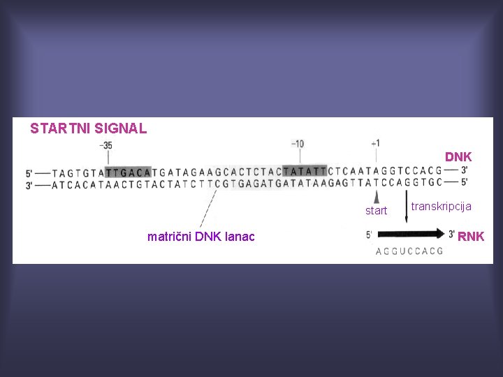 STARTNI SIGNAL DNK start matrični DNK lanac transkripcija RNK 