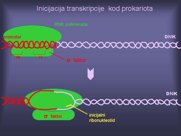 Inicija transkripcije kod prokariota RNK polimeraza DNK promotor - 35 - 10 s faktor