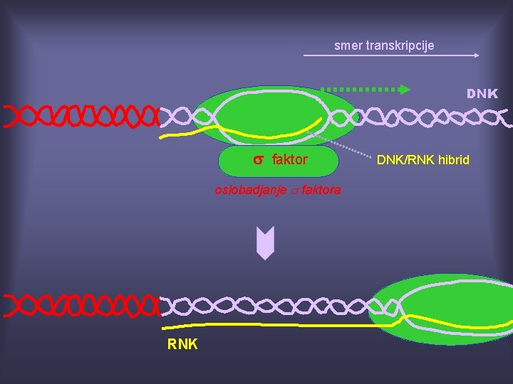 smer transkripcije DNK s faktor oslobadjanje s faktora RNK DNK/RNK hibrid 