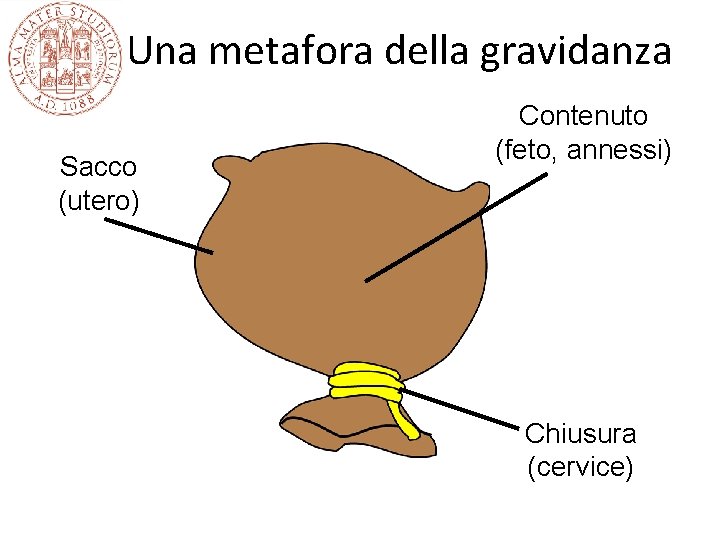 Una metafora della gravidanza Sacco (utero) Contenuto (feto, annessi) Chiusura (cervice) 