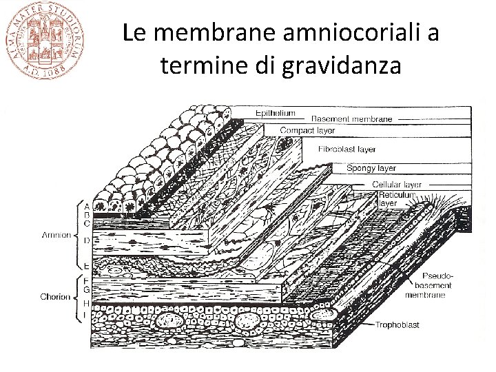 Le membrane amniocoriali a termine di gravidanza 