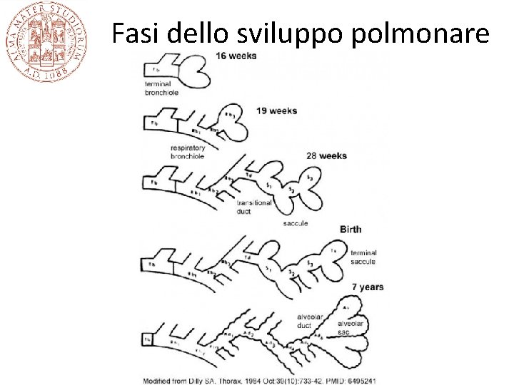 Fasi dello sviluppo polmonare 