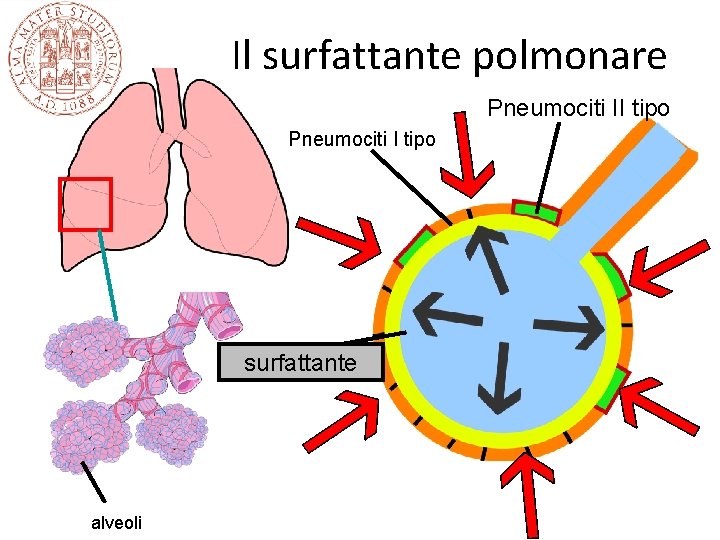 Il surfattante polmonare Pneumociti II tipo Pneumociti I tipo surfattante alveoli 