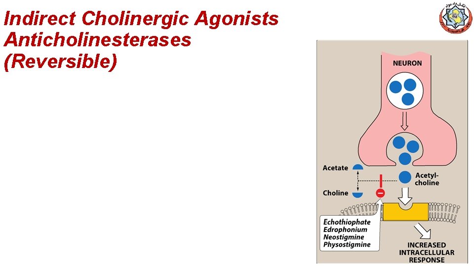 Indirect Cholinergic Agonists Anticholinesterases (Reversible) 