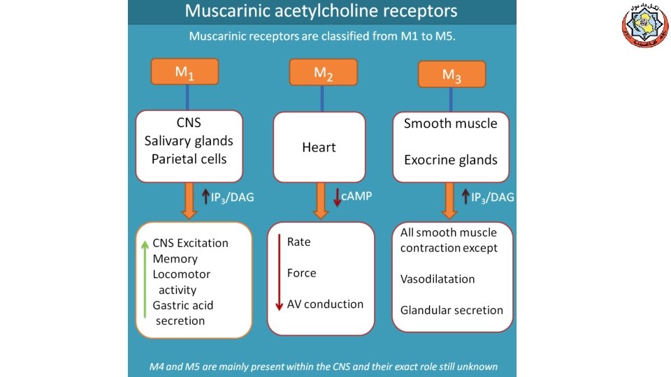 Cholinergic Agonists DirectActing Cholinomimetics DirectActing
