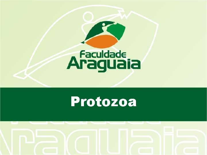 Protozoa 