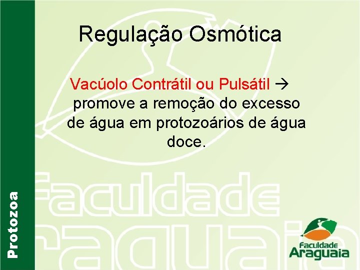 Regulação Osmótica Protozoa Vacúolo Contrátil ou Pulsátil promove a remoção do excesso de água