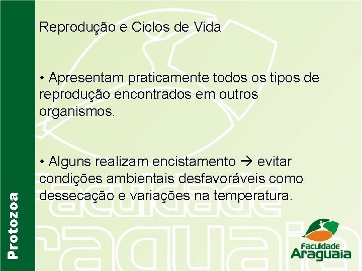 Reprodução e Ciclos de Vida Protozoa • Apresentam praticamente todos os tipos de reprodução