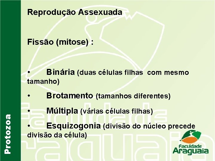 Reprodução Assexuada Fissão (mitose) : • Binária (duas células filhas com mesmo Protozoa tamanho)