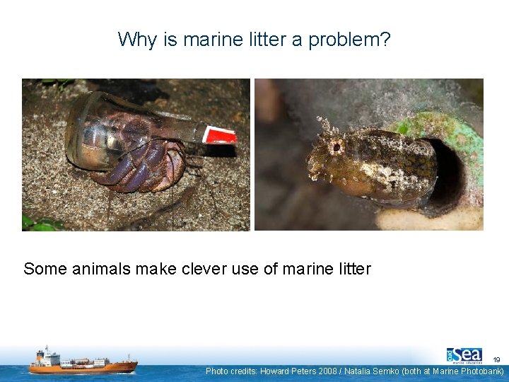 Why is marine litter a problem? Some animals make clever use of marine litter