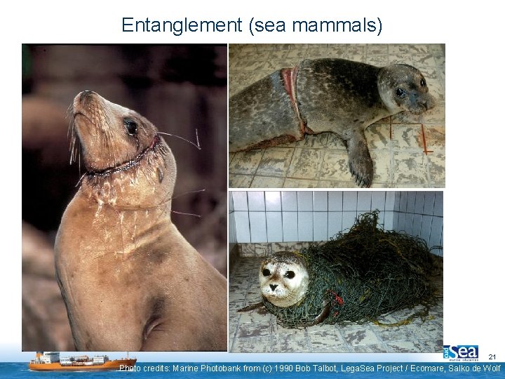 Entanglement (sea mammals) 21 Photo credits: Marine Photobank from (c) 1990 Bob Talbot, Lega.