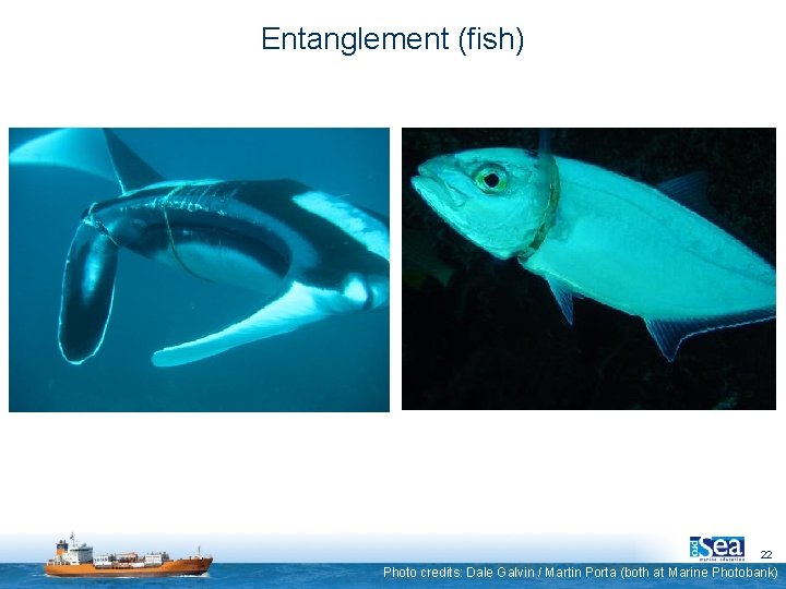Entanglement (fish) 22 Photo credits: Dale Galvin / Martin Porta (both at Marine Photobank)