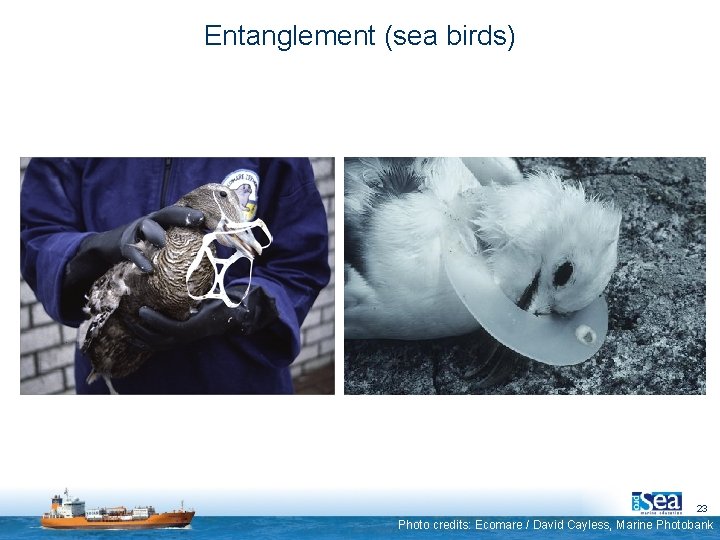 Entanglement (sea birds) 23 Photo credits: Ecomare / David Cayless, Marine Photobank 
