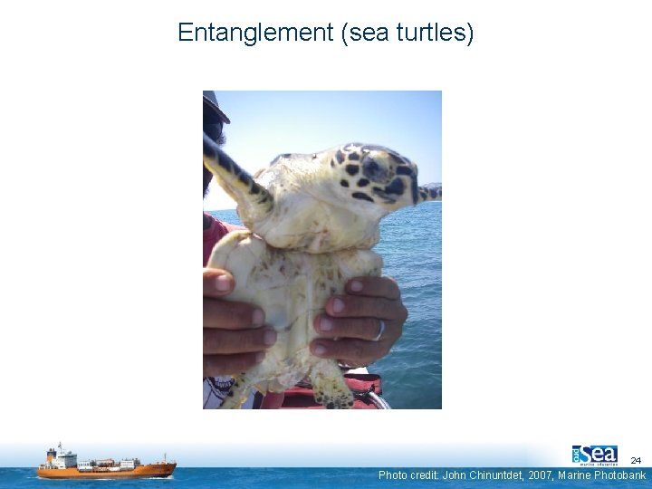 Entanglement (sea turtles) 24 Photo credit: John Chinuntdet, 2007, Marine Photobank 