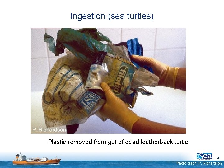 Ingestion (sea turtles) Plastic removed from gut of dead leatherback turtle 26 Photo credit: