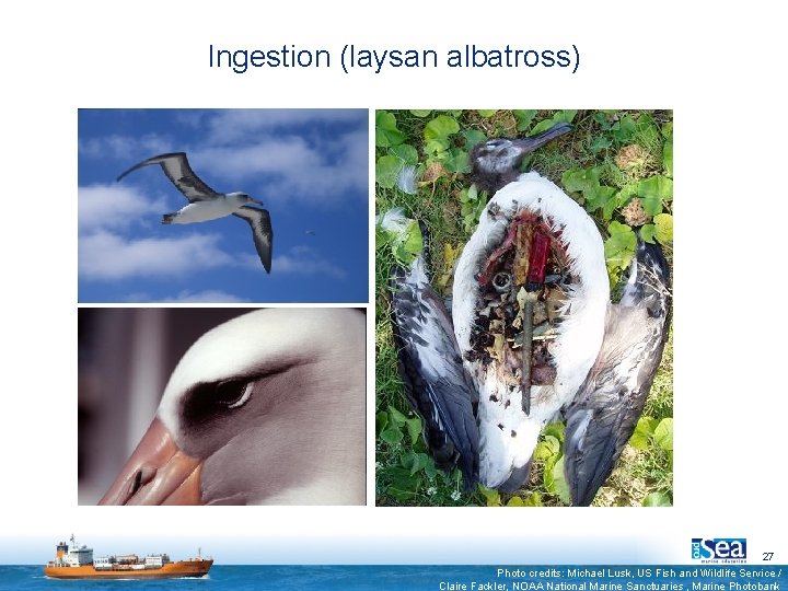 Ingestion (laysan albatross) 27 Photo credits: Michael Lusk, US Fish and Wildlife Service /