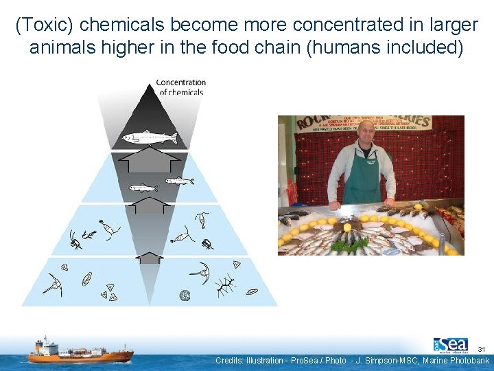 (Toxic) chemicals become more concentrated in larger animals higher in the food chain (humans