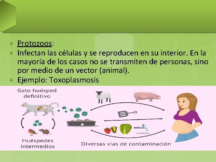 Protozoos: Infectan las células y se reproducen en su interior. En la mayoría de