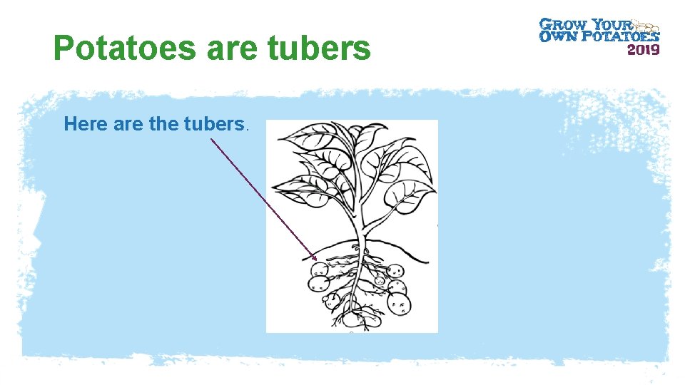 Potatoes are tubers Here are the tubers. 