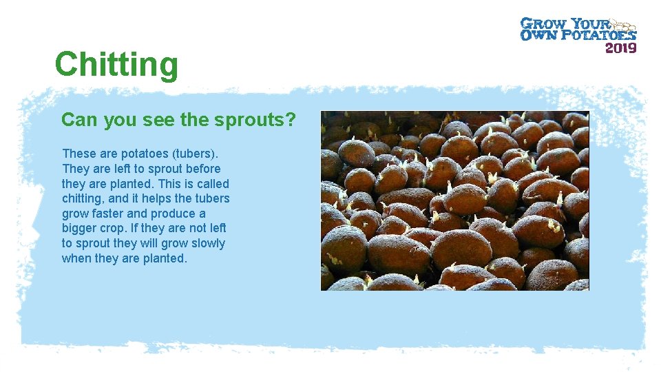 Chitting Can you see the sprouts? These are potatoes (tubers). They are left to