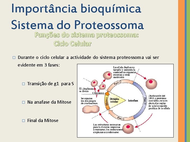 Importância bioquímica Sistema do Proteossoma Funções do sistema proteossoma: Ciclo Celular � Durante o
