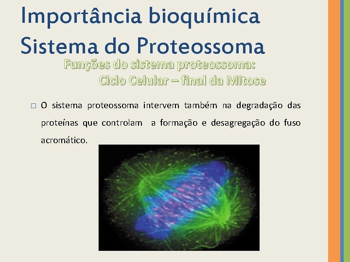 Importância bioquímica Sistema do Proteossoma Funções do sistema proteossoma: Ciclo Celular – final da