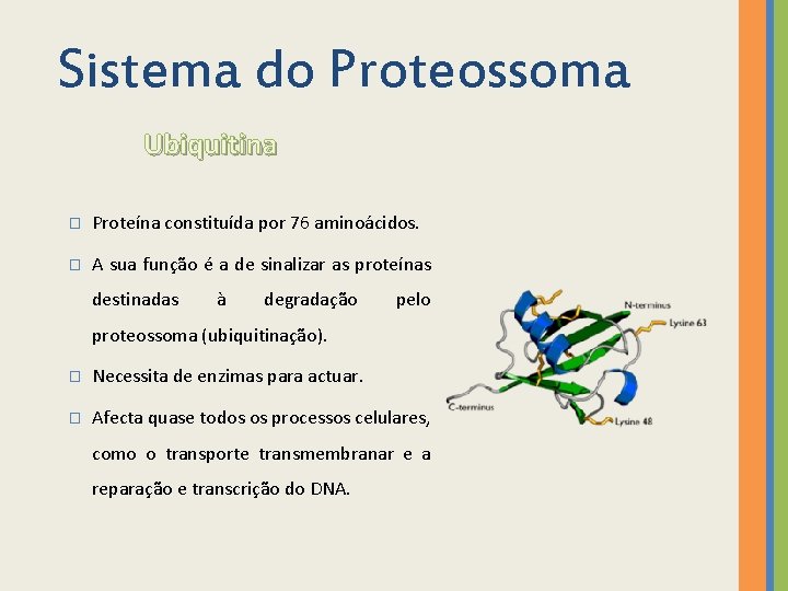 Sistema do Proteossoma Ubiquitina � Proteína constituída por 76 aminoácidos. � A sua função