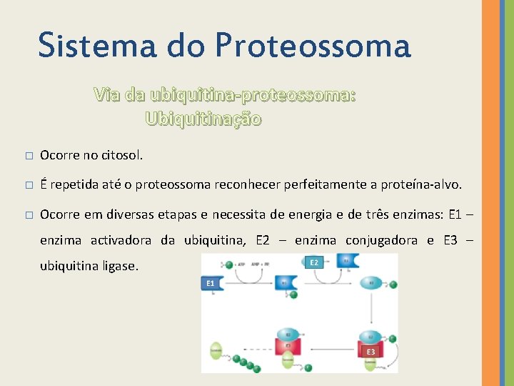 Sistema do Proteossoma Via da ubiquitina-proteossoma: Ubiquitinação � Ocorre no citosol. � É repetida