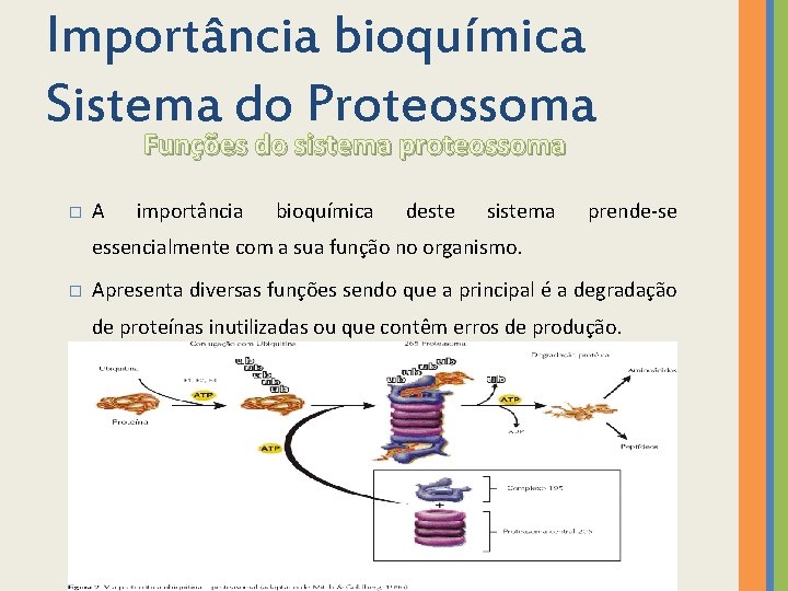 Importância bioquímica Sistema do Proteossoma Funções do sistema proteossoma � A importância bioquímica deste