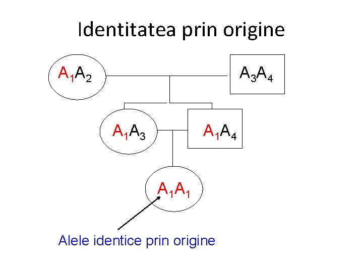 Identitatea prin origine A 1 A 2 A 3 A 4 A 1 A