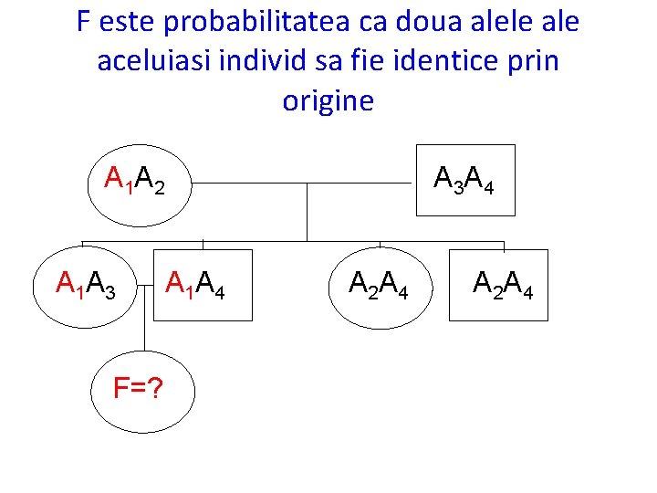 F este probabilitatea ca doua alele aceluiasi individ sa fie identice prin origine A