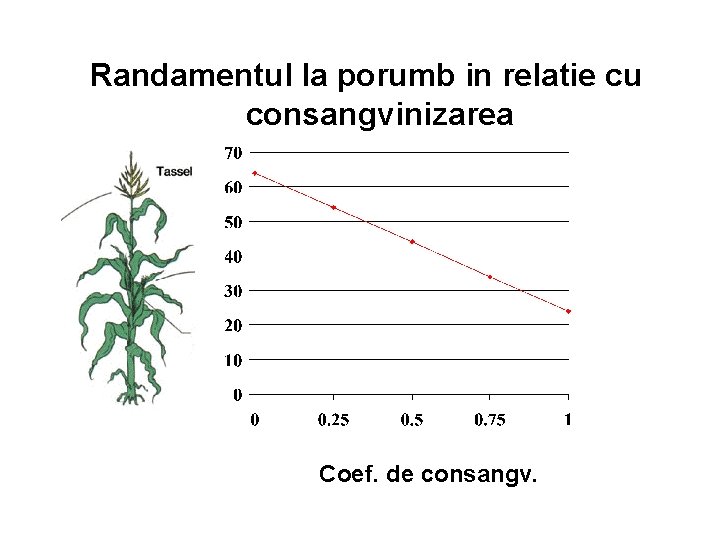 Randamentul la porumb in relatie cu consangvinizarea Coef. de consangv. 