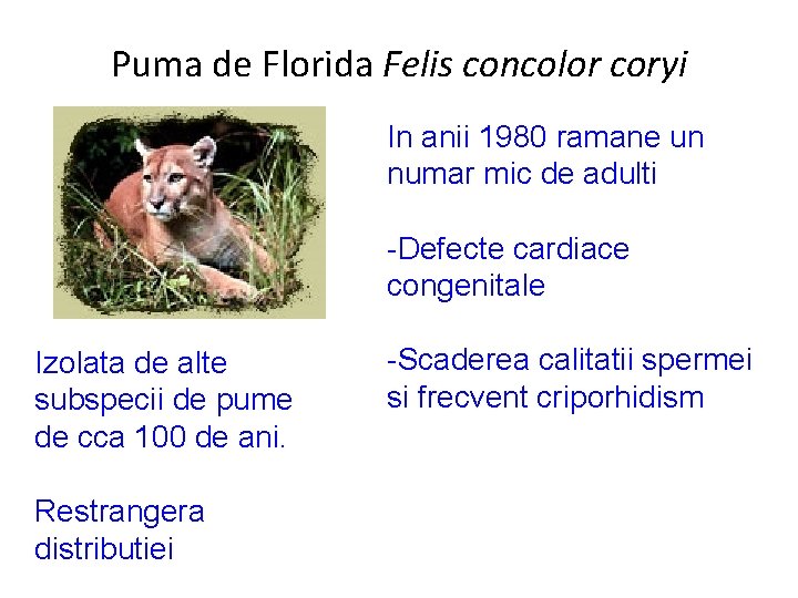 Puma de Florida Felis concolor coryi In anii 1980 ramane un numar mic de