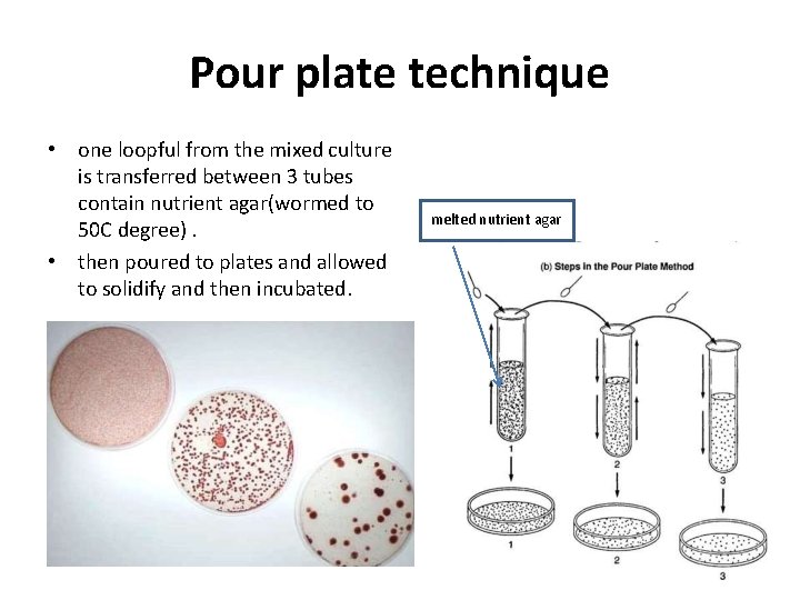 Pour plate technique • one loopful from the mixed culture is transferred between 3