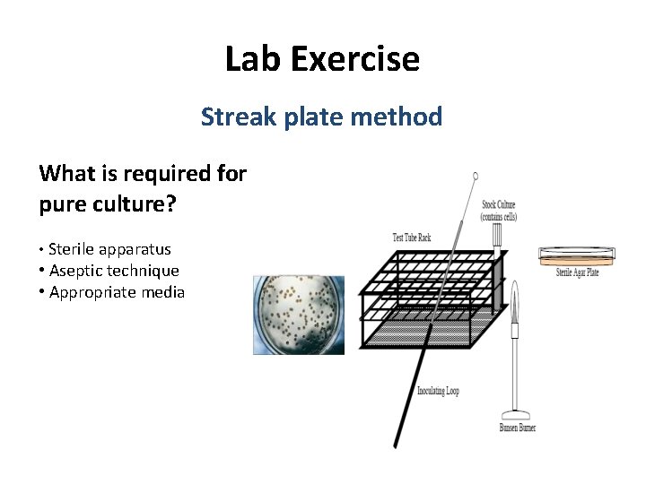 Lab Exercise Streak plate method What is required for pure culture? • Sterile apparatus