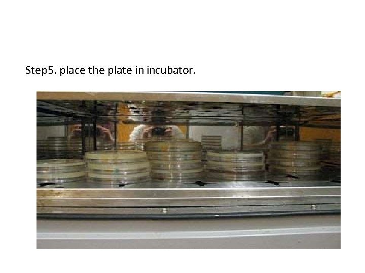 Step 5. place the plate in incubator. 