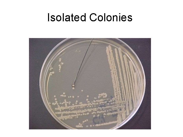 Isolated Colonies 