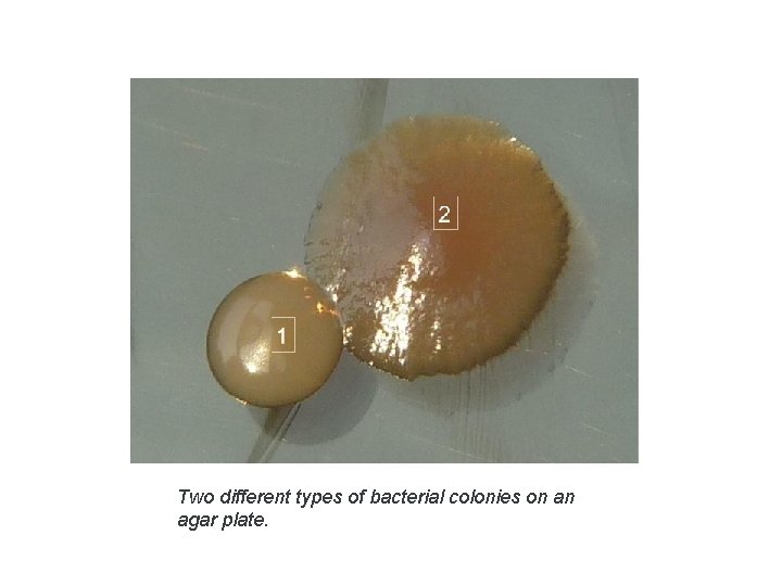 Two different types of bacterial colonies on an agar plate. 
