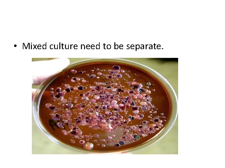  • Mixed culture need to be separate. 